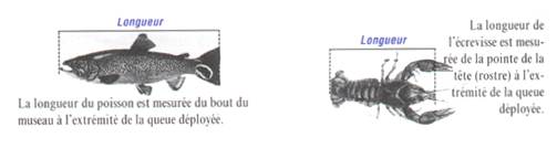 taill.jpg (8465 octets)